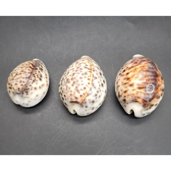 Vintage Tiger Cowres Sea Snail Shells Seashell Set of 3 Cypraea Tigris PR206 - Picture 5 of 7